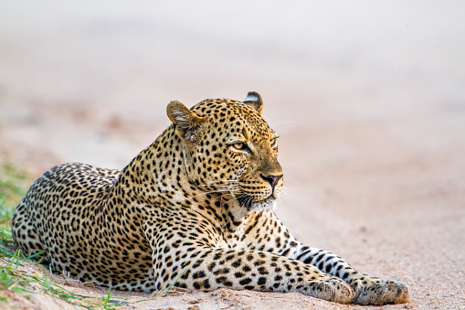 Wildlife Safari at Yala – Duration ½ to 1 day