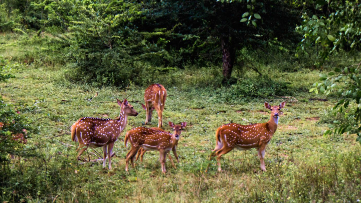 Ridiyagama Safari Park