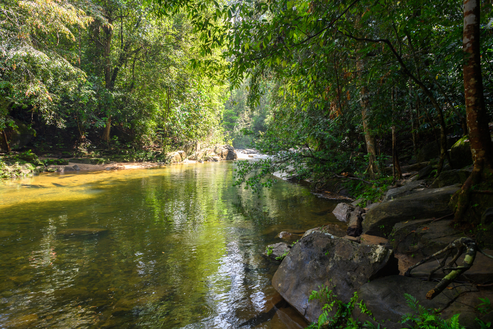 The Sinharaja Forest in Sri Lanka is the country’s last primary tropical rainfor