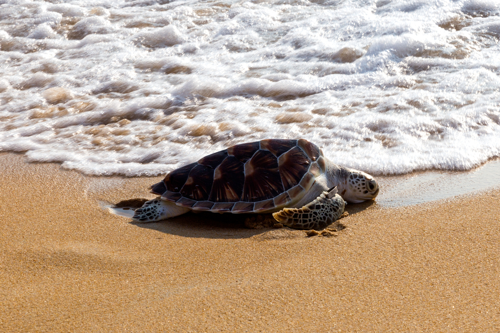 Observe Turtles come ashore to lay eggs in Rekawa